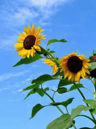 Butterfly Season Yellow Flower Pictures Sunflower Photography Sunflower Pictures