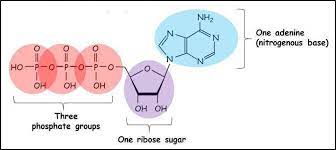 Atp Structure Function