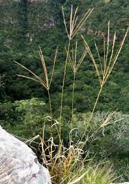 Image result for Digitaria milanjiana