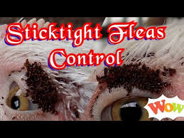 Managing Fleas In Your Poultry – Jaguza Farm Support