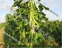 Fasolea (phaseolus vulgaris) este o plantă leguminoasă agățătoare anuală care este originară din america și este întrebuințată în bucătărie. Cultivarea Fasolei In Gradina Si Camp Pentru Pastai Horticultorul Ro