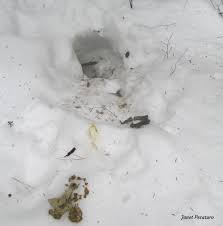 Gait patterns are one of the best tools to id tracks in the snow and some species are easily recognized. Fisher Tracks And Sign Winterberry Wildlife