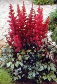 Astilbe Arendsii Fanal Perennial Shade Plant Dark Foliage Tall Red White Flower Farm Shade Plants Red Plants