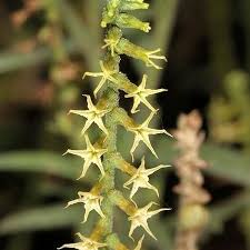 Image result for Heliotropium zeylanicum