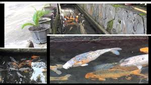 Jumlah daerah yang membudidayakan salah satunya blitar, jember, tulungagung, bogor hingga sukabumi yang memiliki banyak jumlah ikan pembesaran maupun pemijahan. Warga Klaten Sulap Selokan Menjadi Rumah Ikan Koi Youtube