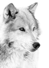 Pin On Pets Drawing