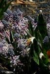 Image result for Ledebouria Unidentified sp. no1.