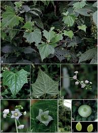 Image result for Peponium sp. A