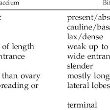 Image result for Satyrium orbiculare