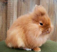 Different Types Of Rabbits Breeds With Pictures Image 2 Rabbit Breeds Animals Amazing Rabbit