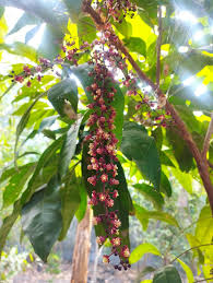 Image result for Lepisanthes