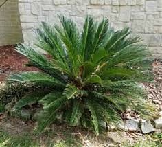 I have 3 very large (~6ft) sagos in my front yard. The Boxer Dog Survived Plant Poisoning