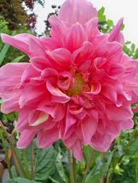 White, purple, green, pink, blue, brown, gold, multicolor, red, animal print, black, orange. Dahlia