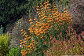 Image result for Leonotis