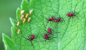 Image result for leaf-footed bug nymphs