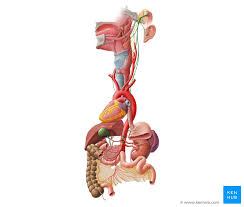 Did you know that you can test your vagal nerve function, and not only can you test it, but you can begin to tap into the healing power of the vagus nerve? Vagus Nerve Anatomy Function And Branches Kenhub