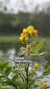 Image result for Senna hirsuta