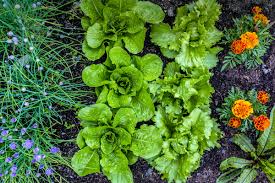 Organic seeds does not take responsibility for the accuracy of the information contained herein. Complete Companion Planting Guide How To Grow Plants 2021 Masterclass