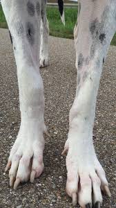 However, some dogs have been known to live up to five or six years after treatment. Bone Cancer Osteosarcoma Assoc For Healthy Great Danes