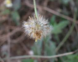 Image result for Tridax