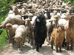 Lista completă cu schemele și. Ajutoare Nationale Tranzitorii De 275 De Milioane De Lei Pentru Crescatorii De Ovine Si Caprine
