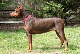 Why buy a doberman pinscher puppy for sale if you can adopt and save a life? Greensboro Nc Doberman Pinscher Meet Porsche A Pet For Adoption