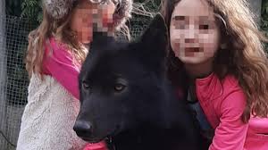 Le récit se déroule en 2 temps, pendant la 1 ère guerre mondiale et de nos jours. Lens Clemence Attend Le Retour De Son Chien Loup Americain Saisi Fin Juin