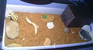 Indoor Enclosure Size For Baby Sulcata Pet Sulcata Tortoise