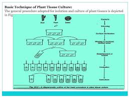 Maybe you would like to learn more about one of these? Plant Tissue Culture Topics Covered In This Presentation History And Scope Preparation And Sterilization Terms Used In Tissue Culture Plant Tissue Culture Ppt Video Online Download