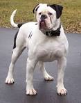 Difference Between Johnson or Scott American Bulldogs - Pets