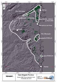 Image result for Commiphora fulvotomentosa