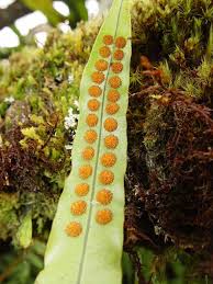 Image result for Lepisorus schraderi