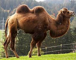 This applies to all species of camels. Animal South