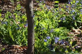Many gardeners grow diablo ninebark shrubs as specimen plants in their landscaping. Understory Trees Mostly Native Shade