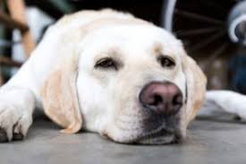 However, i appreciate that some owners can make their garage into a suitable living area for their dog, and there's nothing wrong with that as long as it's safe and fit for purpose. Creating A Great Dog Haven In Your Garage Sofalvi Door Systems