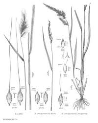 Image result for Echinochloa crus-pavonis