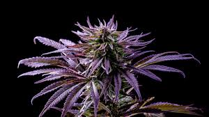 We did not find results for: A Rainbow Of Cannabis What Different Colors Tell Us About A Strain The Spokesman Review