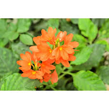 Image result for Crossandra mucronata