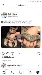Surata Bakk Jdksksls 2020 Komik Kizlar Sevimli Kedi Yavrulari Komik Tumblr