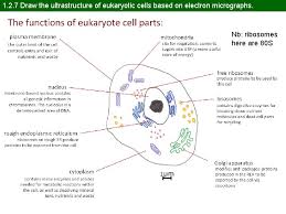 Eukaryotes have a much more complex cell structure than prokaryotes. The Ultrastructure Of Cells Topic 1 2 1