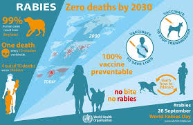 Does my pet need a rabies shot every year? Rabies What You Need To Know To Prevent It Turning Your Pet Mad