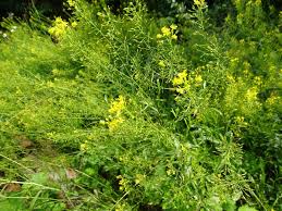 Image result for Rorippa nudiuscula