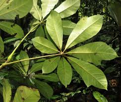 Image result for Cola chlamydantha