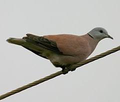 Menjual terkukur dengan baka terbaik. Gambar Burung Tekukur