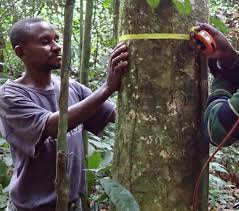 Image result for Gilbertiodendron dewevrei