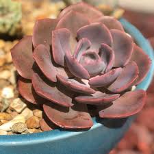 Check spelling or type a new query. Echeveria Dusty Rose Echeveria Dusty Rose In Gardentags Plant Encyclopedia