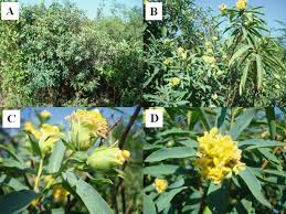 Image result for Gnidia kraussiana