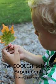 Science Experiments For Kids Why Do Leaves Change Color Cool Science Experiments Fun Science Fall Science