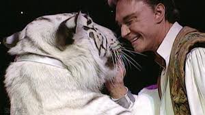 Due to technical issues, several links on the website are. Siegfried And Roy Tiger Grabs Roy Horn By The Neck As Staff Try To Help Part 6 Video Abc News