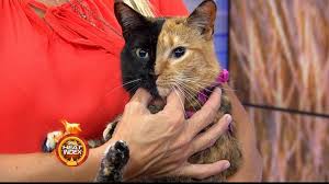 Meet Venus The Majestic Two Toned Faced Cat Video Abc News